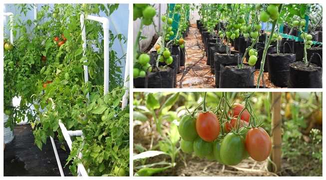 Tomates en invernadero: plantación, cuidados, dificultades – Aprende cómo cultivar tomates en un invernadero