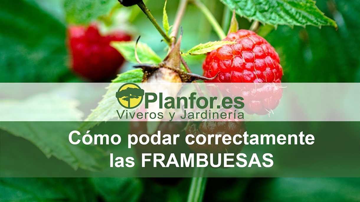 Pasos para podar las frambuesas remontantes en primavera: