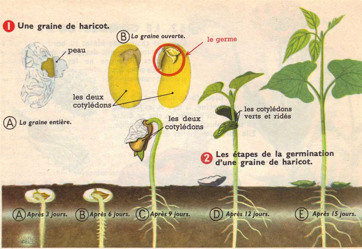 7. La période de semis :