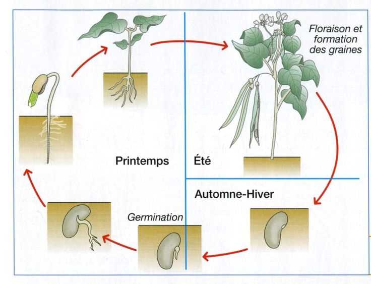 4. Arrosage régulier