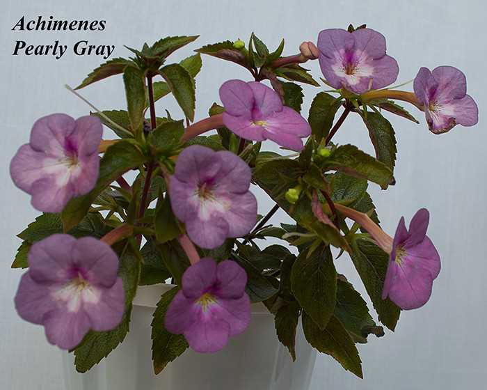 Soins de l'Achimenes picta