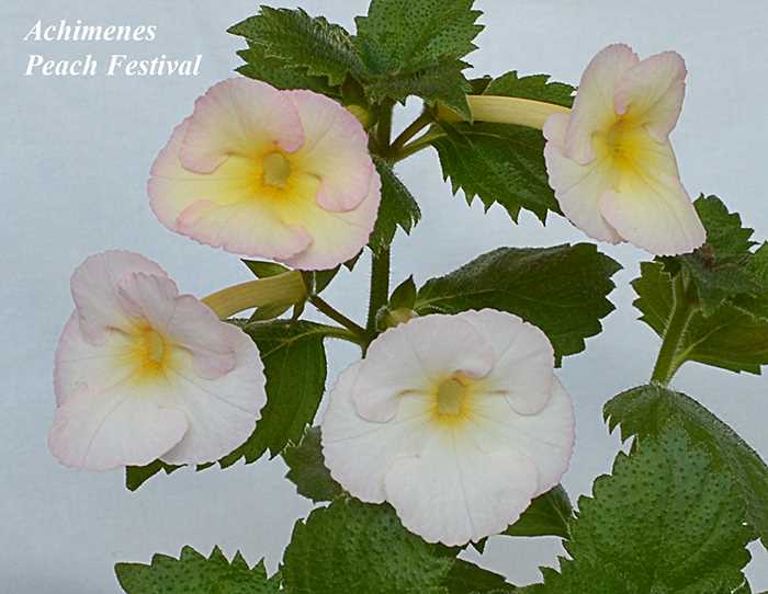 Achimenes mexicana