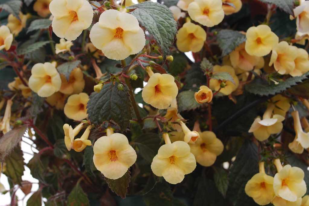 Achimenes rosea