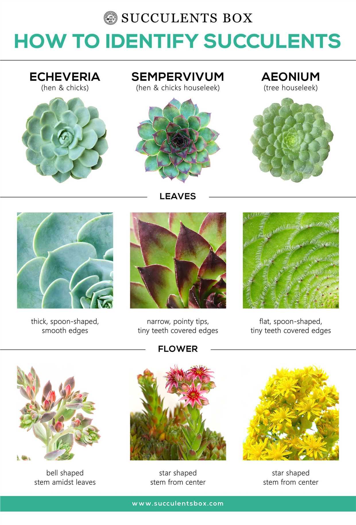 Aeonium : soins à domicile et espèces – Guide complet en français