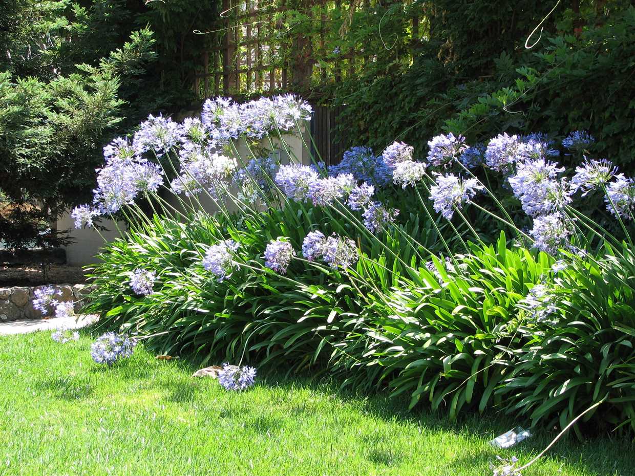 Agapanthus Africa : un choix exotique et coloré