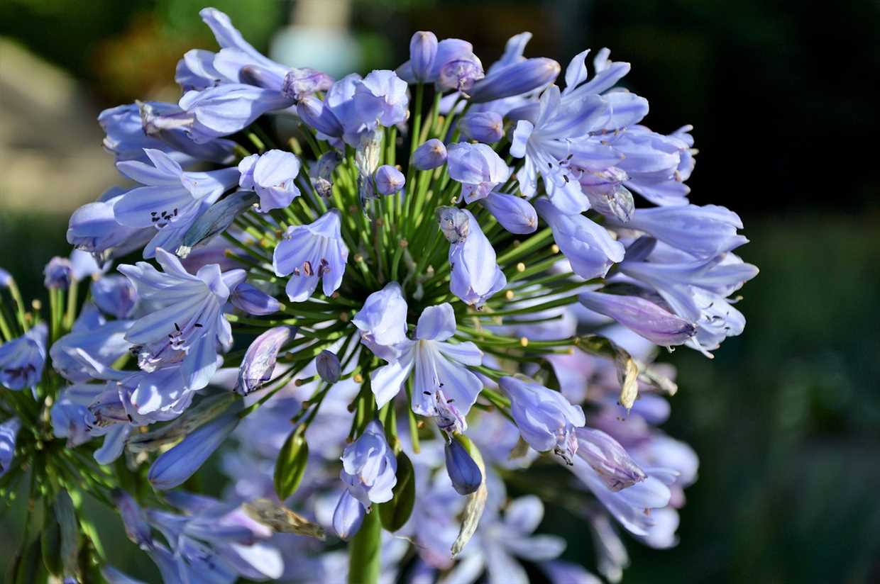 Agapanthus Blue Storm : une explosion de bleu dans votre jardin