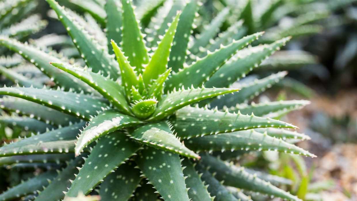 Aloe vera : comment le cultiver chez soi ?