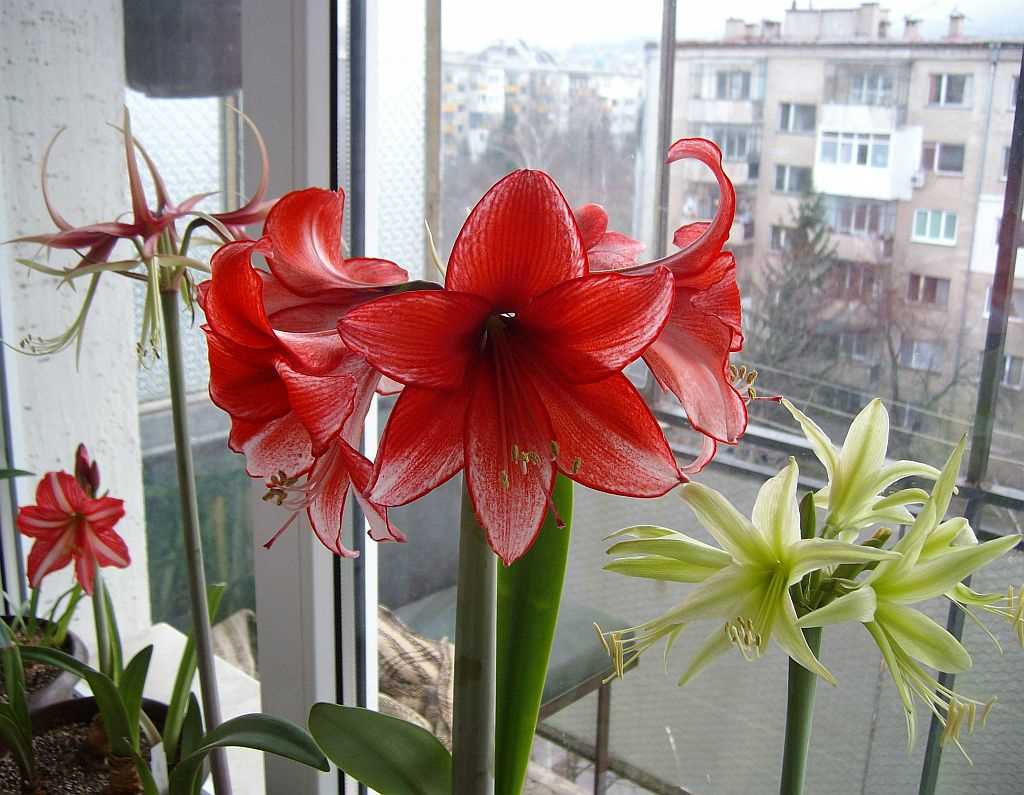 Amaryllis: comment prendre soin de la plante après la floraison