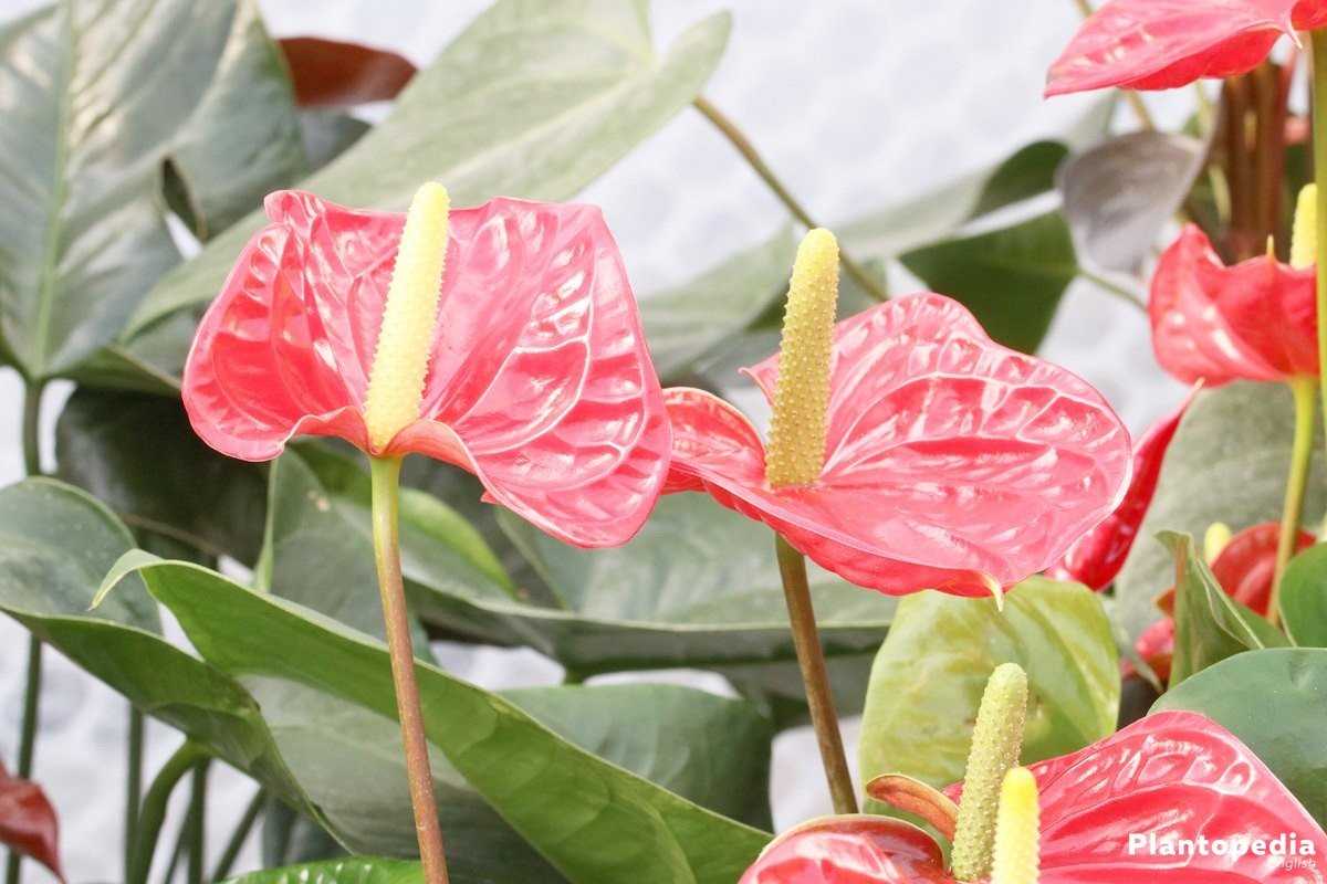 Entretien de l'Anthurium