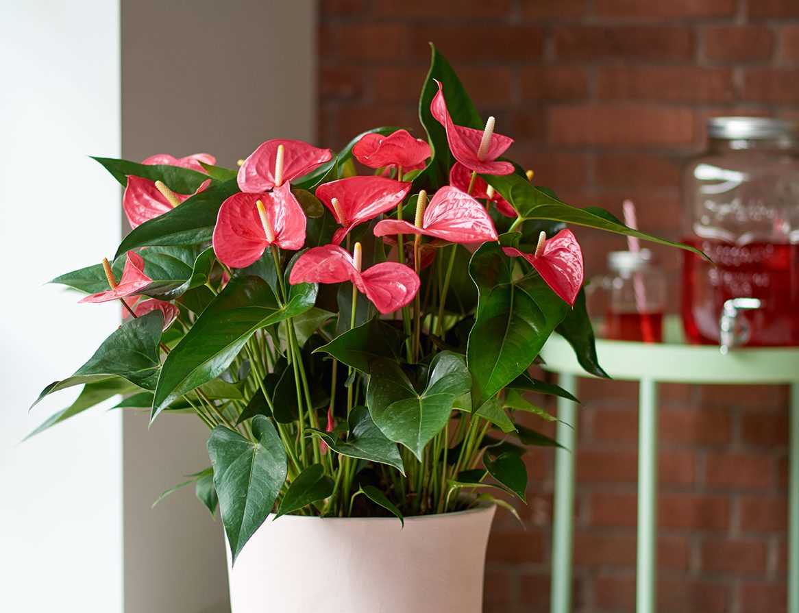 Arrosage de l'Anthurium