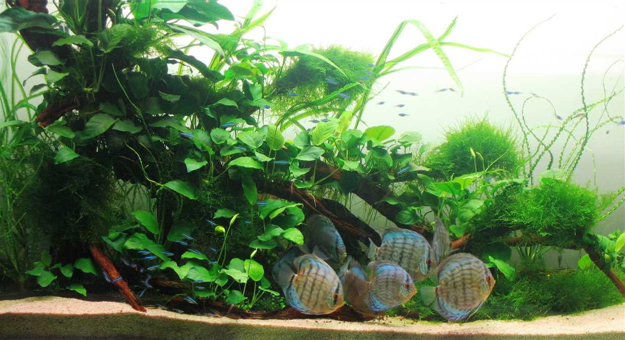 Pourquoi choisir Anubias pour votre aquarium