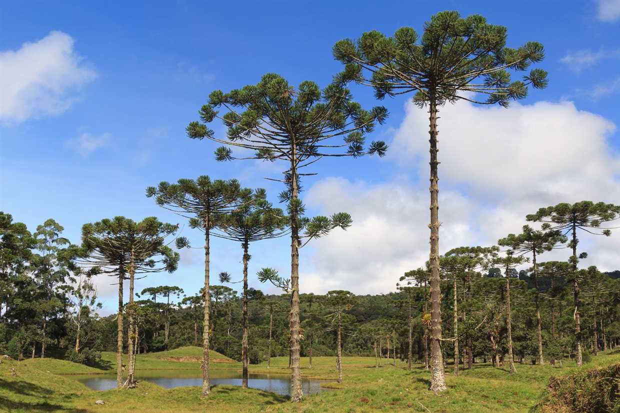 Les meilleures photos d'araucaria pour vous inspirer