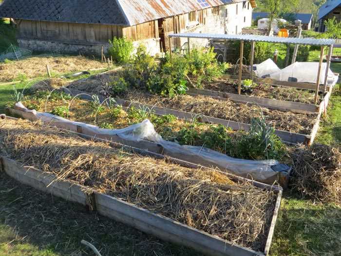 Entretenir et arroser les asperges