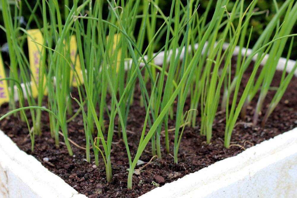 Récolter les asperges