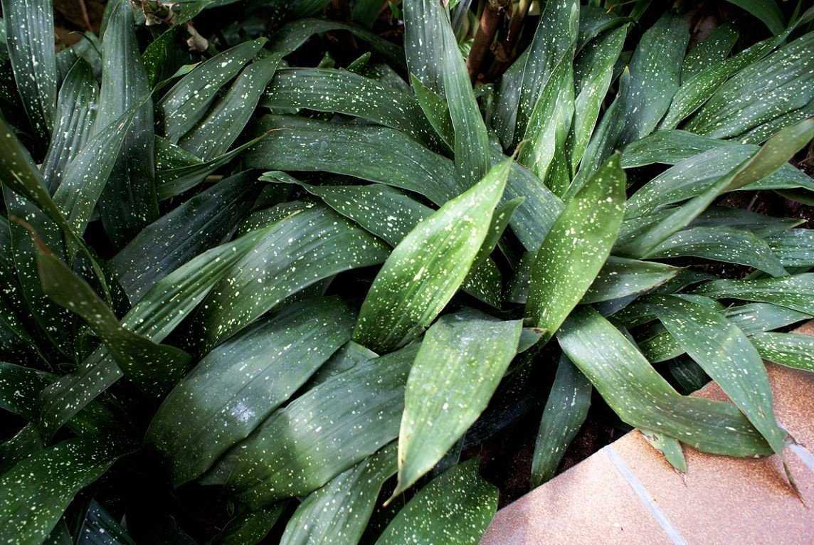 undefined1. Aspidistra elatior</strong></noscript>« ></p><p>L’aspidistra elatior est l’espèce la plus courante d’aspidistra. Elle est originaire de Chine et est souvent cultivée comme plante d’intérieur. Elle possède de grandes feuilles vert foncé, lustrées et coriaces, qui peuvent atteindre une longueur de 60 à 70 cm. Cette espèce est très résistante et tolère bien les conditions de faible luminosité.</p><h3><strong>2. Aspidistra sichuanensis</strong></h3><p>L’aspidistra sichuanensis est une espèce d’aspidistra originaire du Sichuan, une province de Chine. Elle se distingue par ses feuilles plus étroites et plus courtes que celles de l’aspidistra elatior. Elle apprécie les zones ombragées et les sols bien drainés.</p><h3><strong>3. Aspidistra lurida</strong></h3><p>L’aspidistra lurida est une espèce d’aspidistra originaire du Japon. Ses feuilles sont plus petites que celles de l’aspidistra elatior, mesurant environ 30 cm de longueur. Elle préfère les sols humides et tolère bien l’ombre.</p><h3><strong>4. Aspidistra minor</strong></h3><p>L’aspidistra minor est une espèce d’aspidistra originaire de Taïwan. Elle a de petites feuilles vert foncé, mesurant environ 20 cm de longueur. Elle préfère les sols humides et bien drainés, ainsi qu’une luminosité moyenne.</p><table><p><caption><strong>Comparaison des espèces d’aspidistra</strong></caption></p><thead><tr><th>Espèce</th><th>Origine</th><th>Taille des feuilles</th><th>Exigences de soins</th></tr></thead><tbody><tr><td>Aspidistra elatior</td><td>Chine</td><td>60-70 cm</td><td>Tolère bien les faibles luminosités</td></tr><tr><td>Aspidistra sichuanensis</td><td>Chine (Sichuan)</td><td>Variable</td><td>Zones ombragées, sols bien drainés</td></tr><tr><td>Aspidistra lurida</td><td>Japon</td><td>30 cm</td><td>Sols humides, tolère l’ombre</td></tr><tr><td>Aspidistra minor</td><td>Taïwan</td><td>20 cm</td><td>Sols humides et bien drainés, luminosité moyenne</td></tr></tbody></table><p>Chaque espèce d’aspidistra a ses propres exigences de soins, mais elles ont toutes en commun leur résistance et leur capacité à s’adapter à des conditions de faible luminosité. C’est pourquoi elles sont souvent choisies comme plantes d’intérieur, capables de survivre dans des environnements moins favorables.</p><h2>Questions-Réponses:</h2><h3>Quels sont les différents types d’aspidistra ?</h3><p>Il existe plusieurs espèces d’aspidistra, dont les plus connues sont l’aspidistra eliator et l’aspidistra lurida. Ces deux espèces se distinguent par la couleur de leurs feuilles et leur taille.</p><h3>Quels sont les soins nécessaires pour l’aspidistra ?</h3><p>L’aspidistra est une plante d’intérieur facile à entretenir. Elle a besoin d’un éclairage modéré, d’un arrosage régulier mais modéré, et d’une température ambiante d’environ 18-24°C. Il est également recommandé de dépoussiérer ses feuilles régulièrement.</p><h3>Est-ce que l’aspidistra peut survivre à l’extérieur ?</h3><p>L’aspidistra est originaire des forêts tropicales de l’Asie, et elle est habituée à un climat chaud et humide. Elle peut survivre à l’extérieur dans certaines régions aux hivers doux, mais elle préfère généralement les climats intérieurs.</p><h3>Puis-je fertiliser mon aspidistra ?</h3><p>Oui, vous pouvez fertiliser votre aspidistra pour favoriser sa croissance. Utilisez un engrais liquide équilibré dilué dans l’eau, et appliquez-le tous les deux mois pendant la période de croissance de la plante.</p><h3>Comment puis-je multiplier mon aspidistra ?</h3><p>Vous pouvez multiplier votre aspidistra en divisant la plante lorsqu’elle devient trop grande. Retirez délicatement la plante du pot, séparez les rhizomes en morceaux et replantez-les dans des pots individuels. Assurez-vous que chaque morceau a des racines et des feuilles.</p><h3>Combien de temps peut vivre un aspidistra ?</h3><p>Un aspidistra peut vivre pendant de nombreuses années s’il est bien entretenu. Certains spécimens peuvent vivre jusqu’à 20 ans ou plus. Cependant, la durée de vie d’un aspidistra dépend de nombreux facteurs, tels que les soins, l’emplacement et la variété de la plante.</p><h2>Vidéo:<br />50+ Perfectly Pet-Safe Houseplants</h2><p><iframe class=