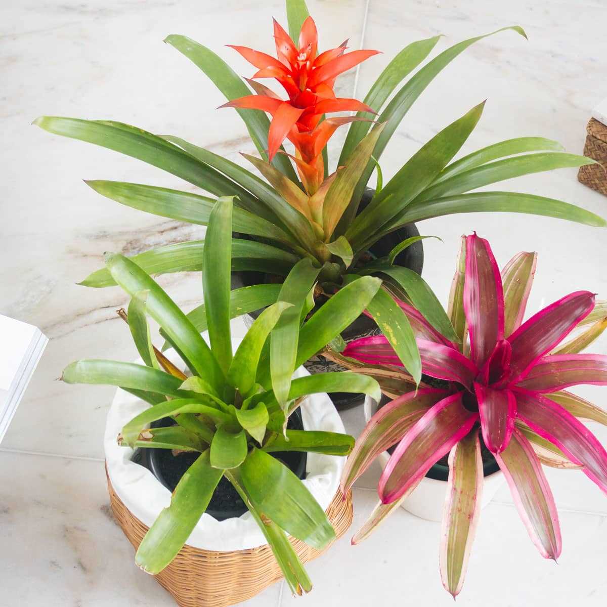 Bromelia guzmania