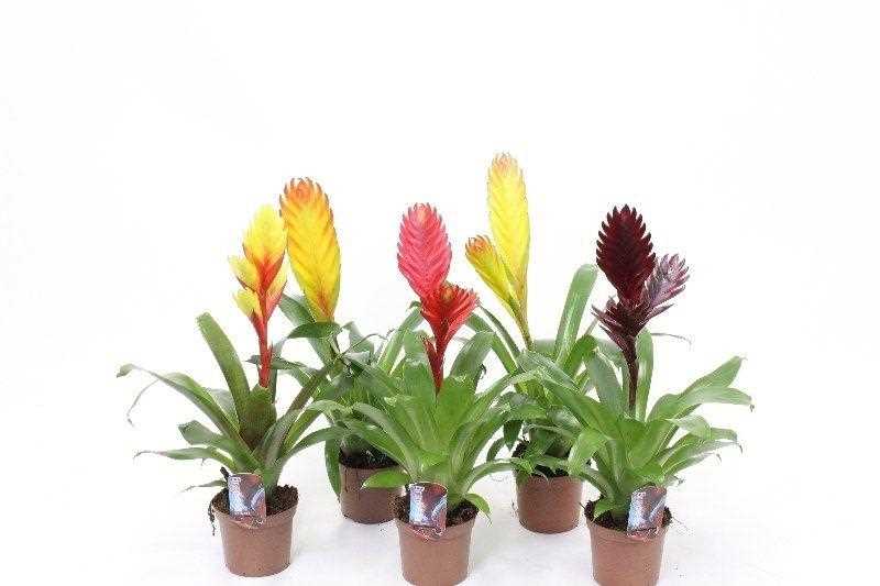 La température recommandée pour les Bromelia