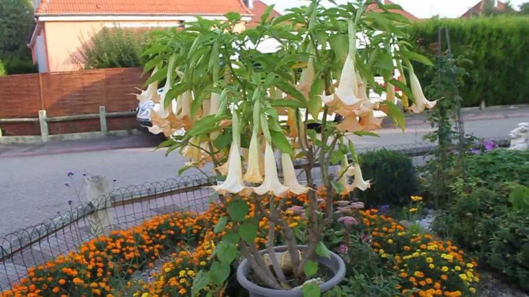 5. Brugmansia aurea