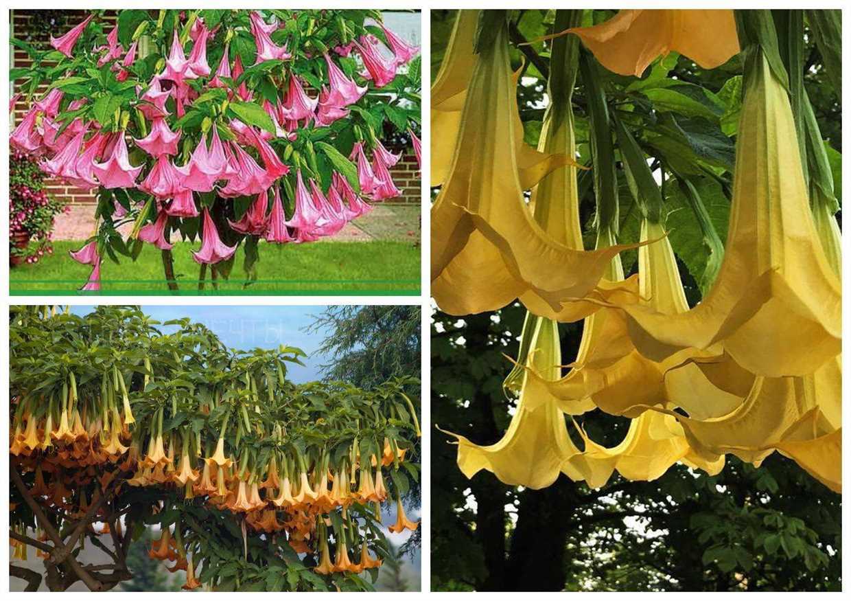 Précautions à prendre avec Brugmansia