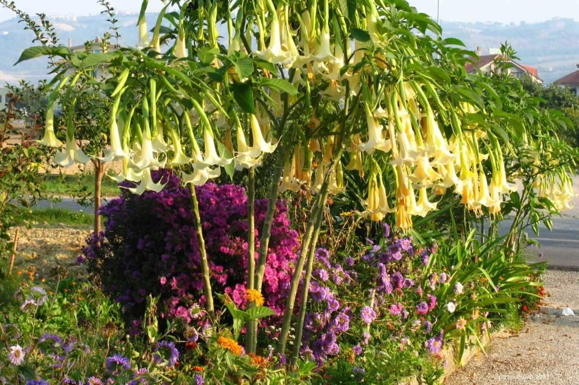 Fertilisation et arrosage de Brugmansia