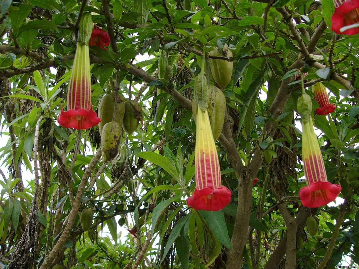 Culture et entretien de Brugmansia