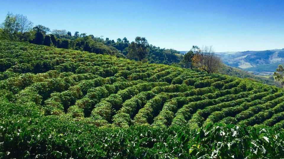 Préparez le sol avant la plantation