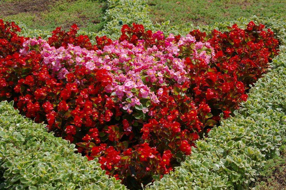 Soins et entretien du bégonia à fleurs persistantes après la cueillette