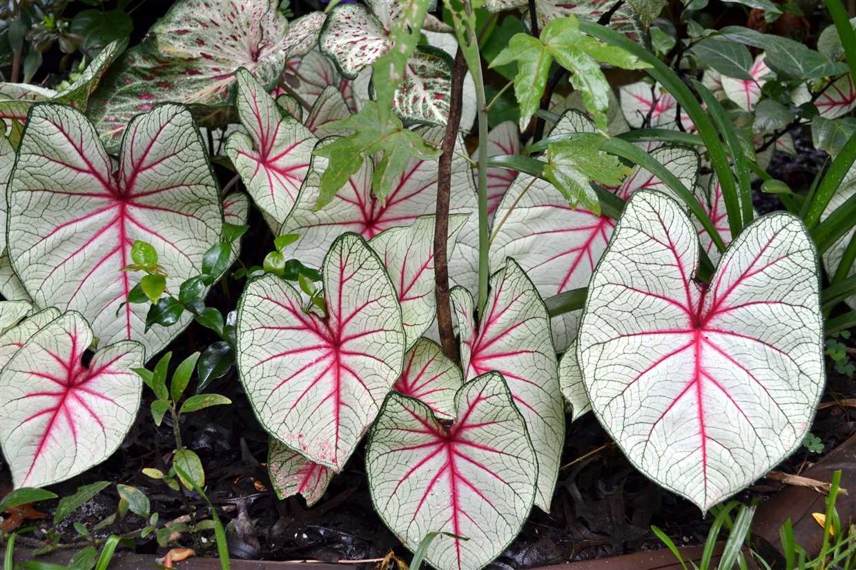 Comment prévenir et traiter les problèmes courants des Caladiums