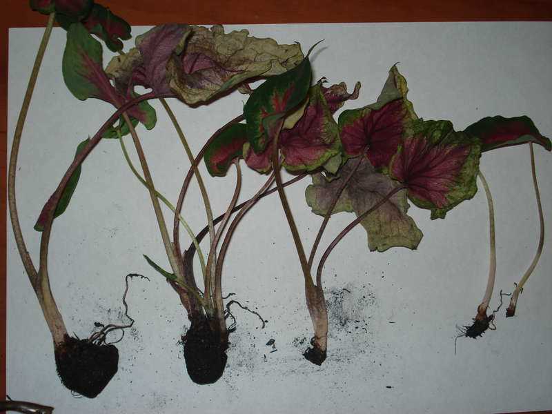 Reproduction du Caladium