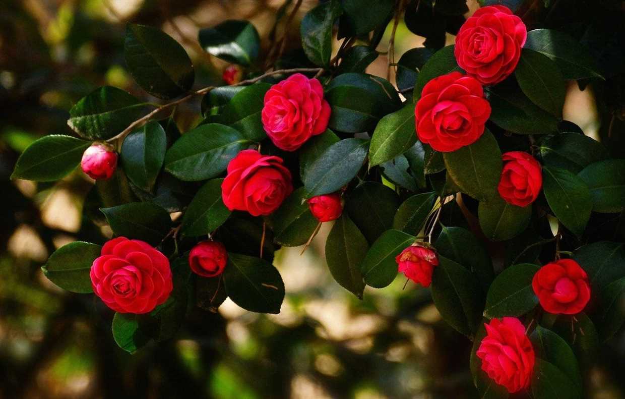 5. Camellia hiemalis