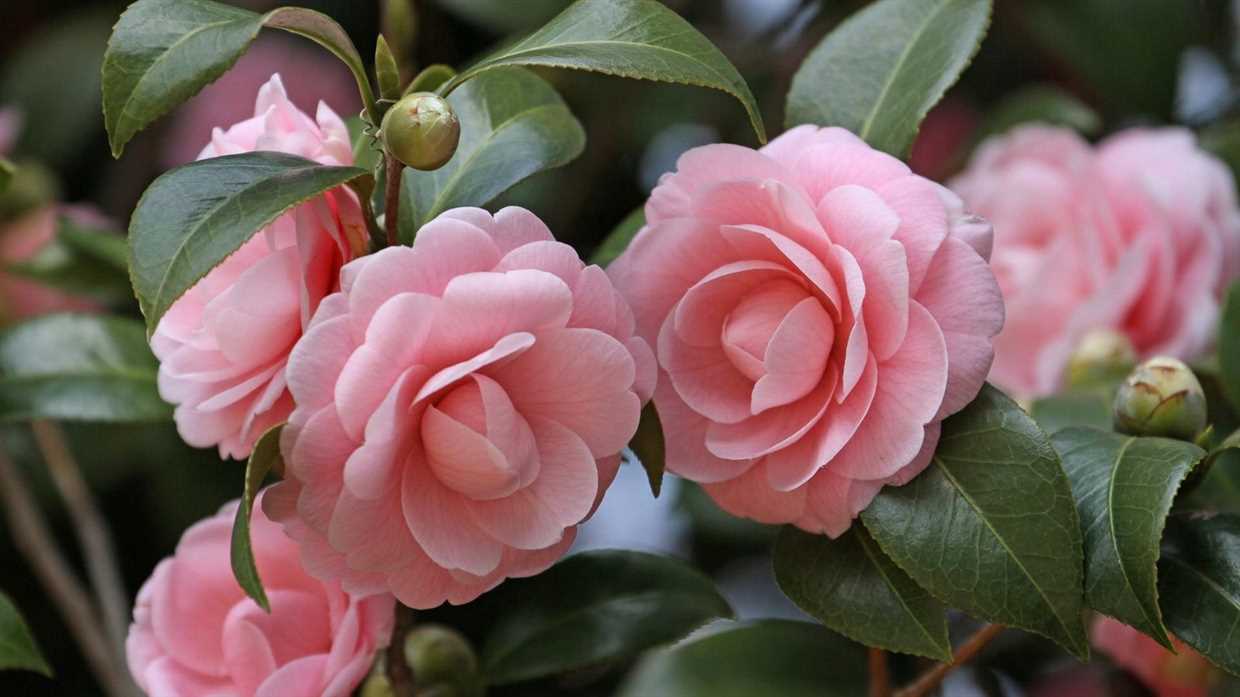 Camellia sasanqua