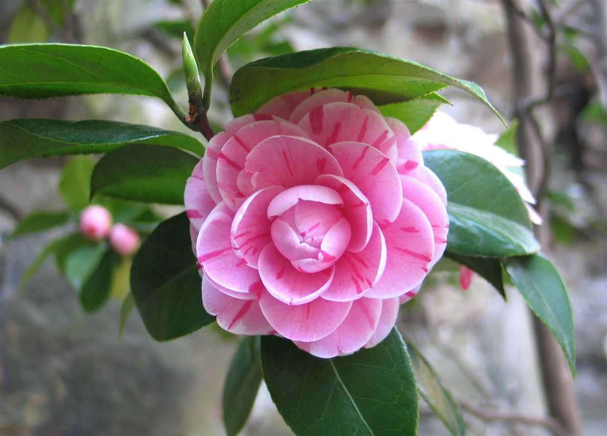 1. Origines du Camellia