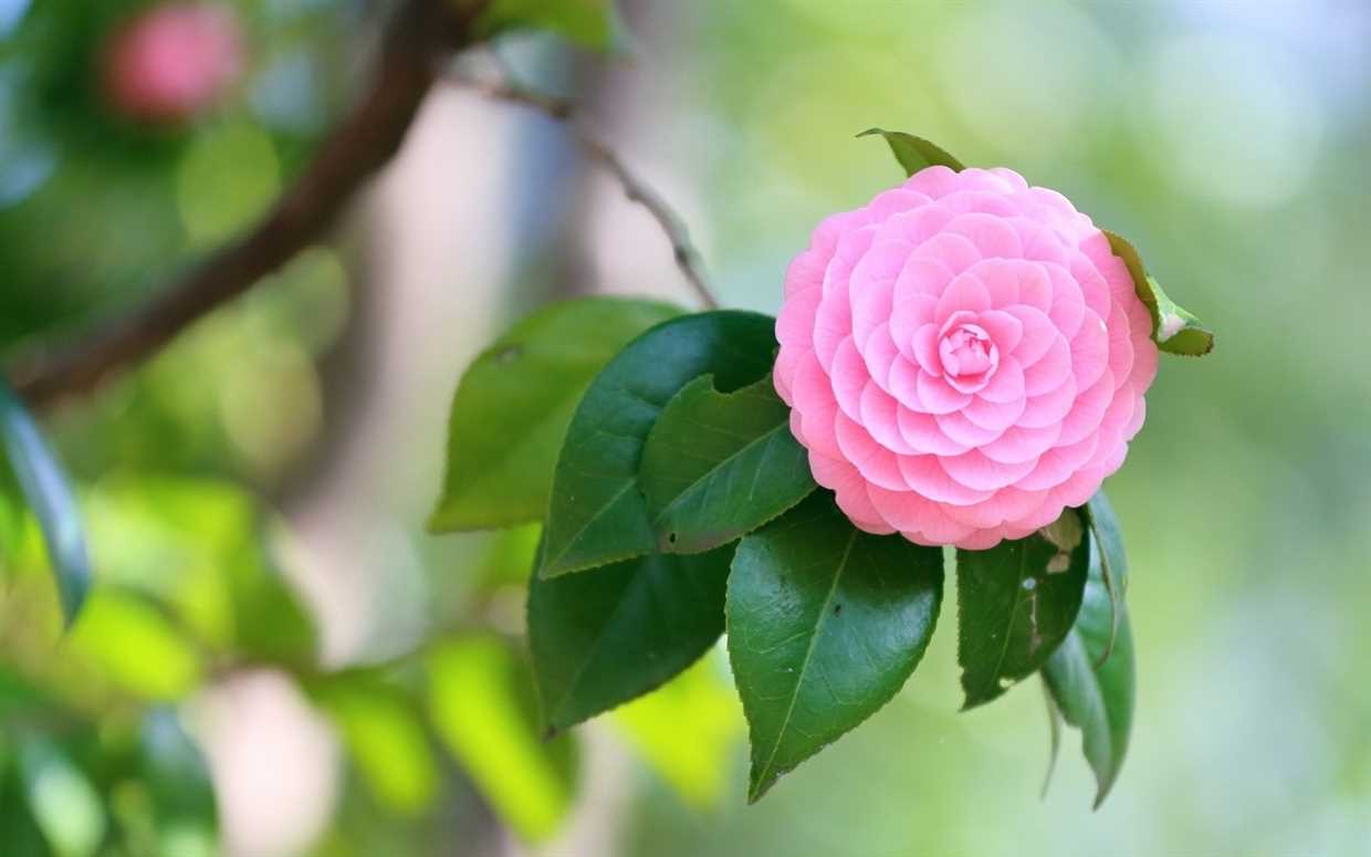 Soins pour le Camellia