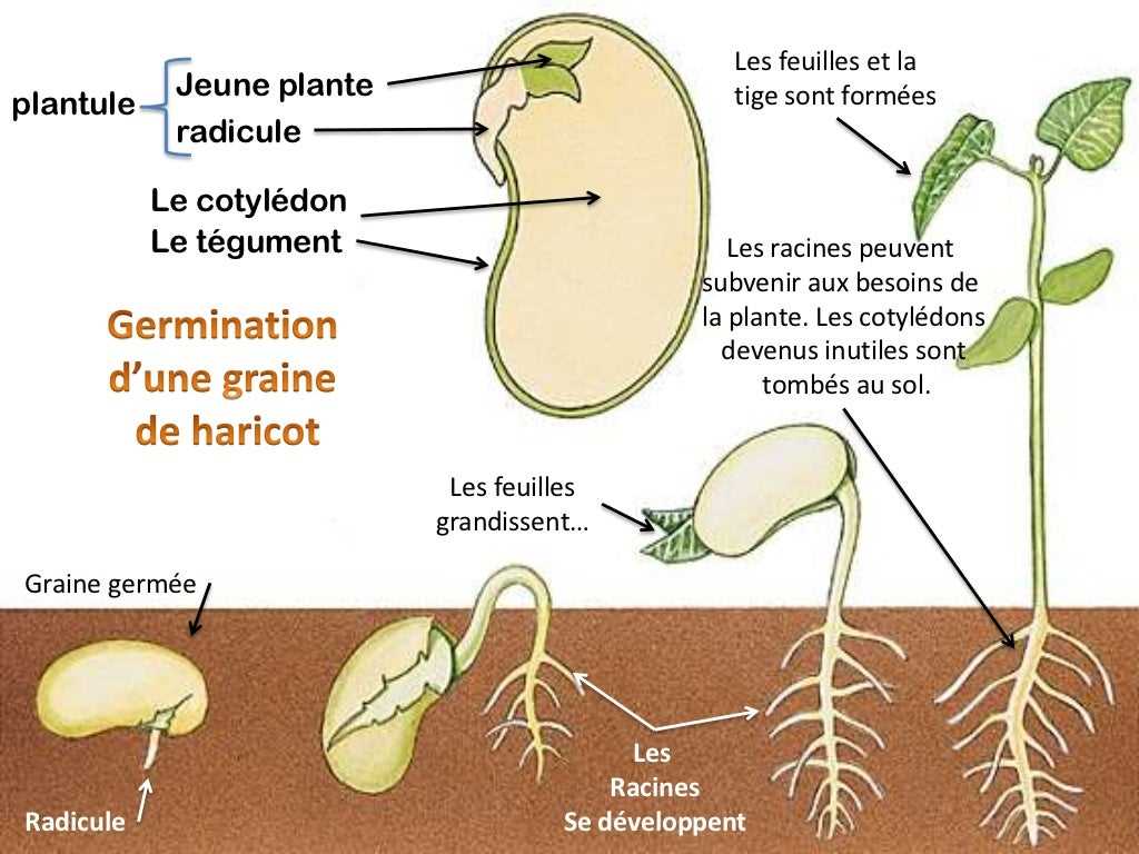 3. Fertilisation