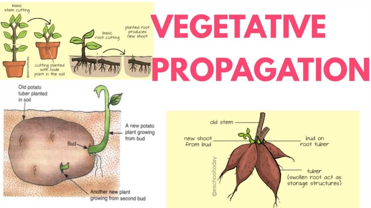 Différentes espèces de la Chathiorea