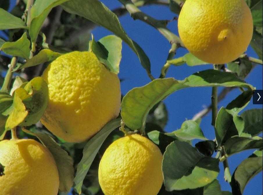 2. Bienfaits pour la santé du citron :