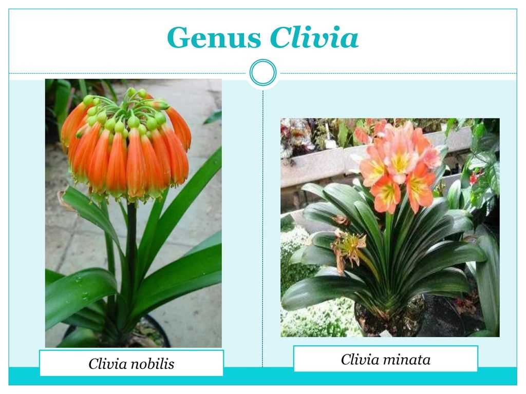 Clivia robusta