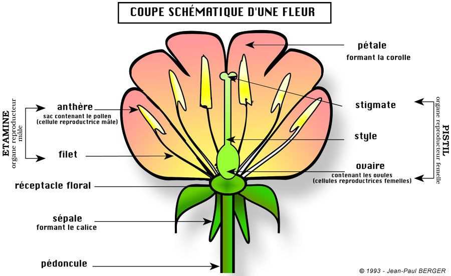 5. Arrosez les plantes après l'application