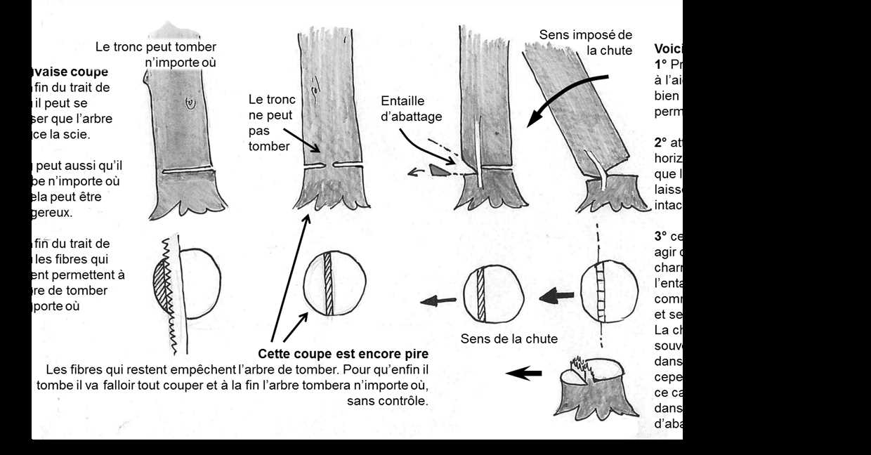 4. Considérez l'aspect esthétique de la variété