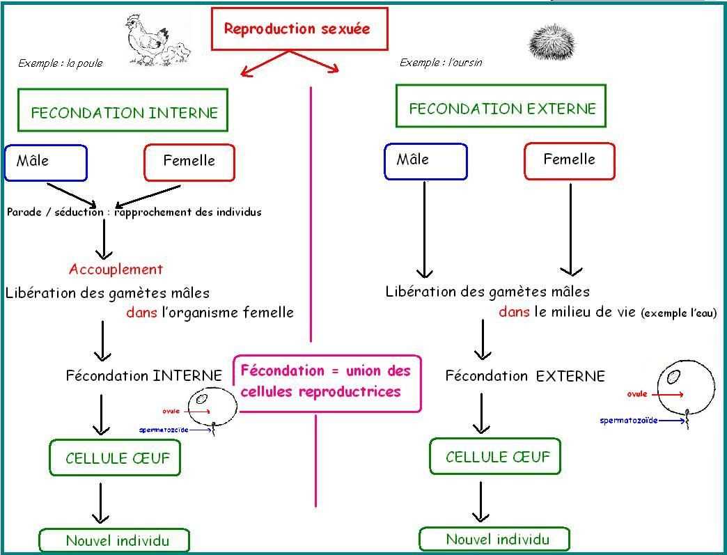 4. Absence de taille