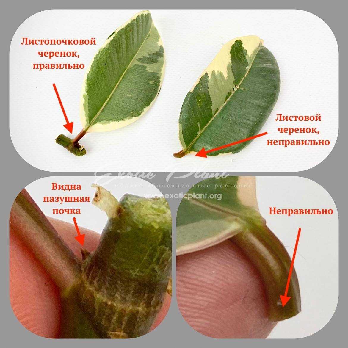 7. Transplantation