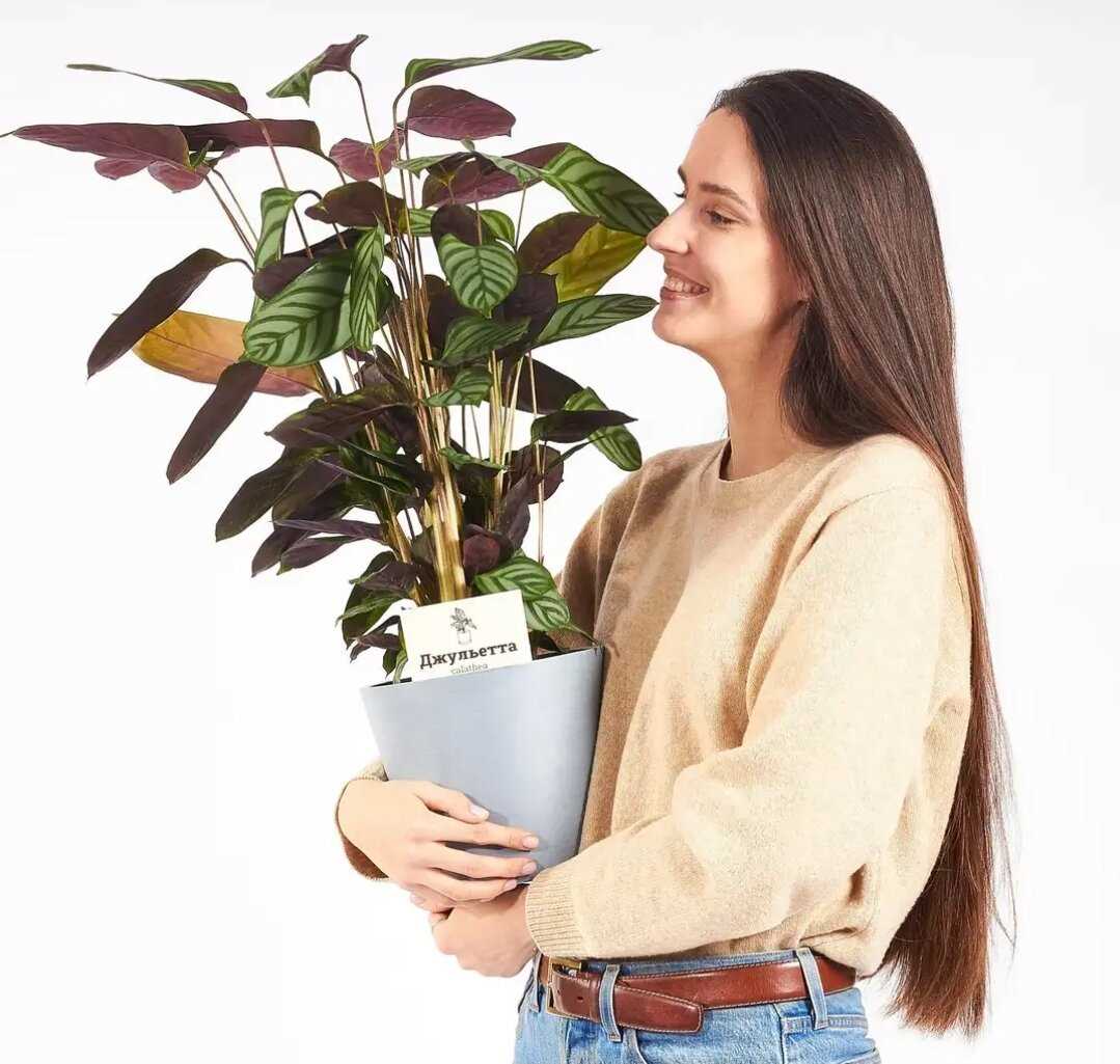 La température idéale pour un ficus