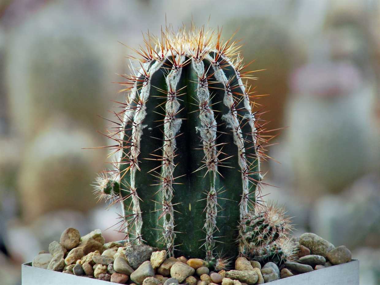 5. Inspecter régulièrement les plantes