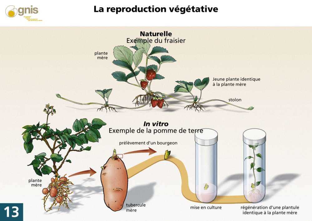 Entretien du cyclamen après la transplantation