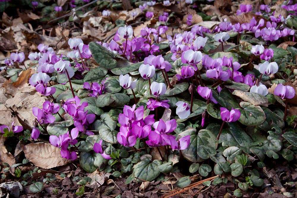 Les photos inspirantes de cyclamens