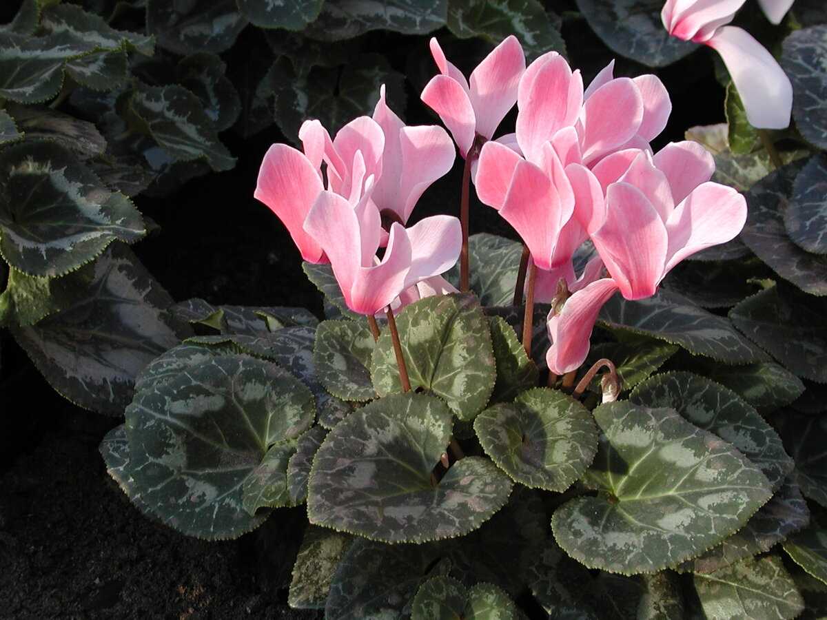 Les problèmes et maladies courantes des cyclamens