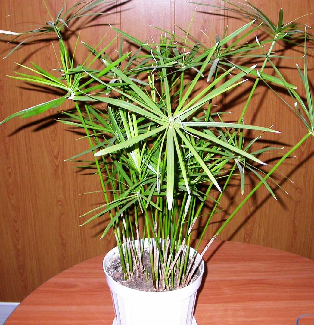 3. Cyperus involucratus (Dwarf Papyrus)