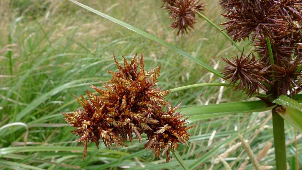 La fertilisation adéquate pour une croissance saine