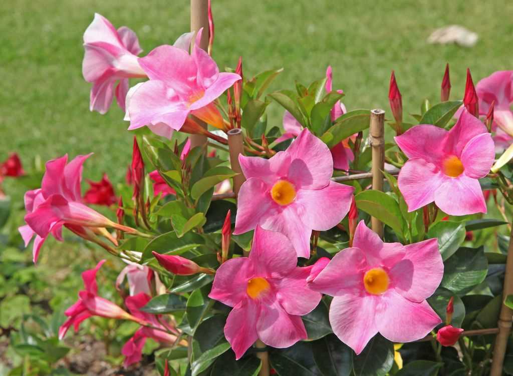 Dipladenia (Mandevilla) : conseils de soins à domicile pour une croissance saine