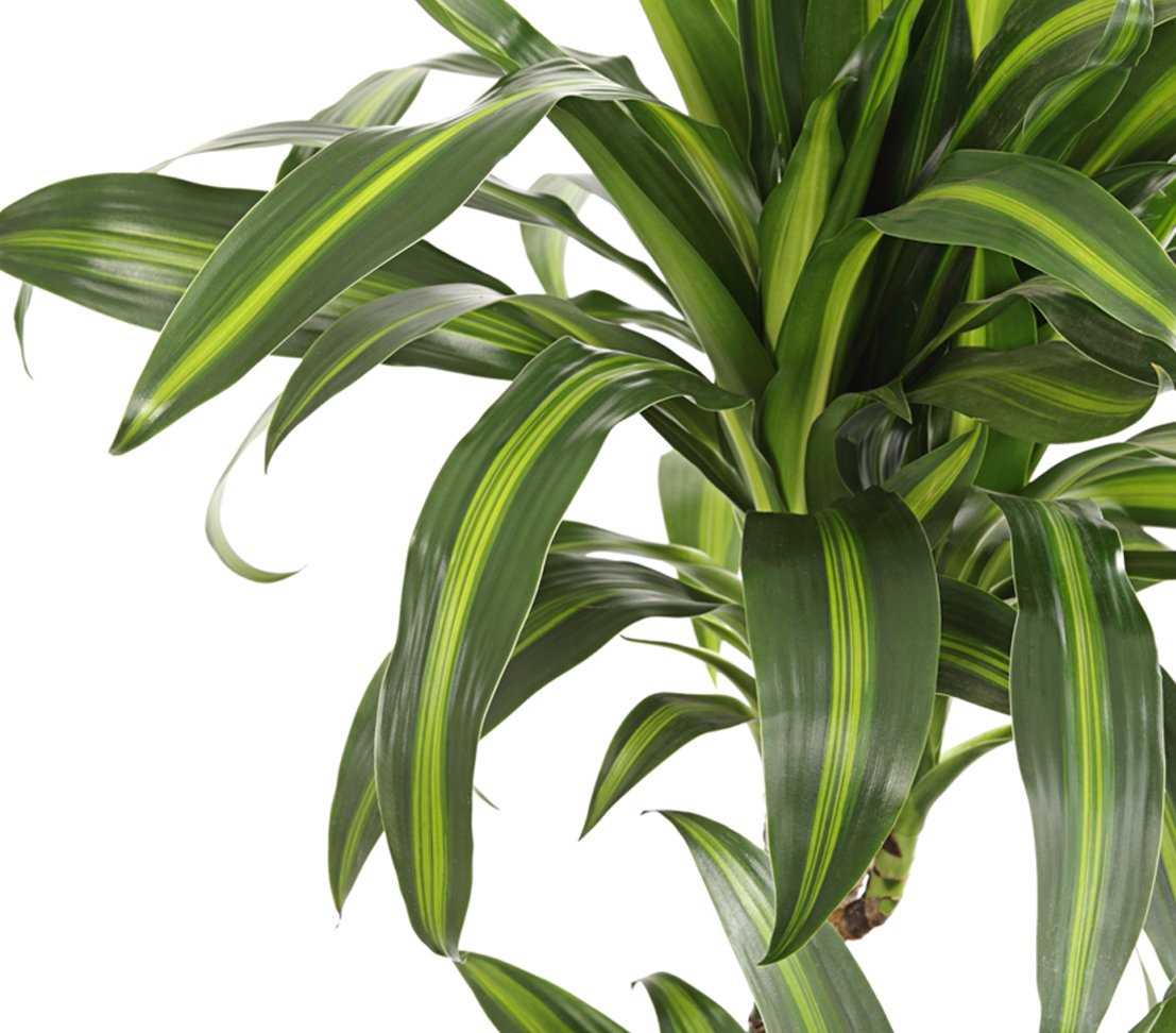 Le choix du substrat pour votre Dracaena